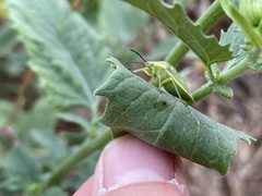 Chlorochroa uhleri