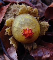 Calostoma lutescens