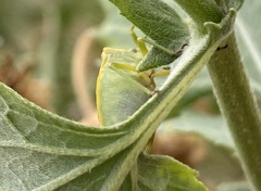 Chlorochroa uhleri