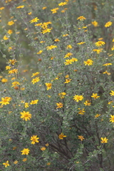 Calanticaria bicolor