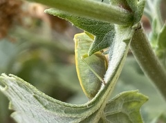 Chlorochroa uhleri