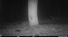 Glaucomys oregonensis