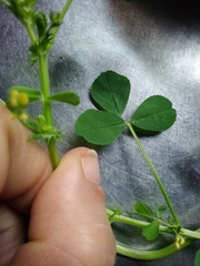 Medicago polymorpha
