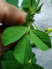Medicago polymorpha