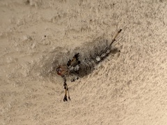 Dasychira meridionalis