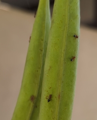 Crematogaster laeviuscula