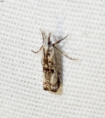 Microcrambus elegans