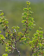 Larrea cuneifolia