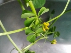 Medicago polymorpha