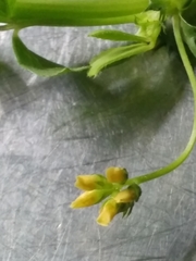 Medicago polymorpha