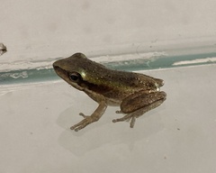 Litoria adelaidensis