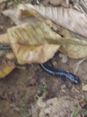 Plethodon
