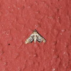 Acentropinae