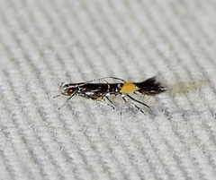 Cosmopterix astrapias
