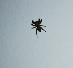 Mexigonus