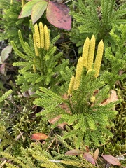 Dendrolycopodium dendroideum