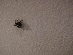Mexigonus