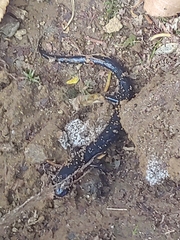 Plethodon
