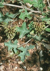 Grevillea dryophylla
