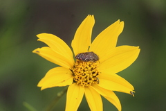 Acmaeodera rubronotata