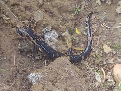 Plethodon
