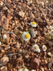 Polycalymma stuartii