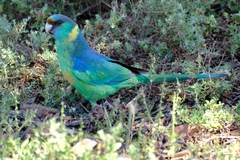 Barnardius zonarius