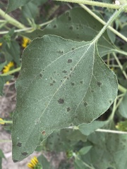 Puccinia helianthi