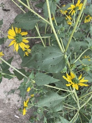 Puccinia helianthi
