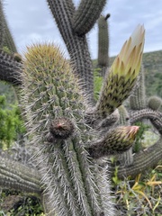 Trichocereus chiloensis litoralis