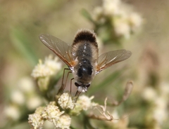 Anastoechus hessei