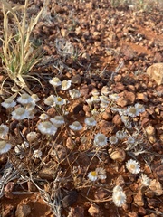 Polycalymma stuartii