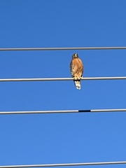 Buteo lineatus elegans
