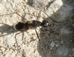 Taeniaptera trivittata