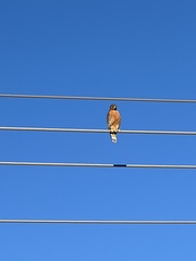Buteo lineatus elegans