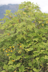 Montanoa tomentosa xanthiifolia