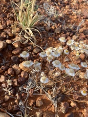 Polycalymma stuartii