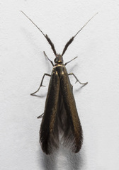 Coleophora mayrella