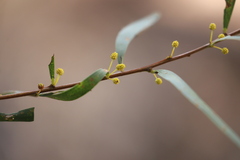 Acacia simsii