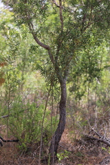 Acacia simsii