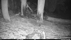 Glaucomys oregonensis