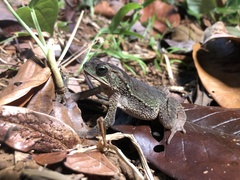 Incilius coniferus