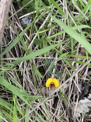Bossiaea prostrata