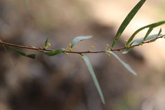 Acacia simsii
