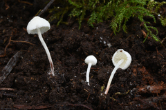 Cystolepiota