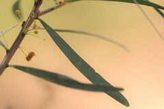 Acacia simsii