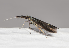 Coleophora mayrella