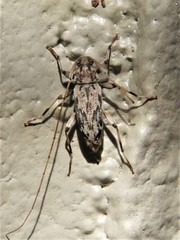 Lepturges angulatus