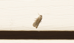 Phycitodes reliquellum