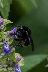 Bombus mexicanus